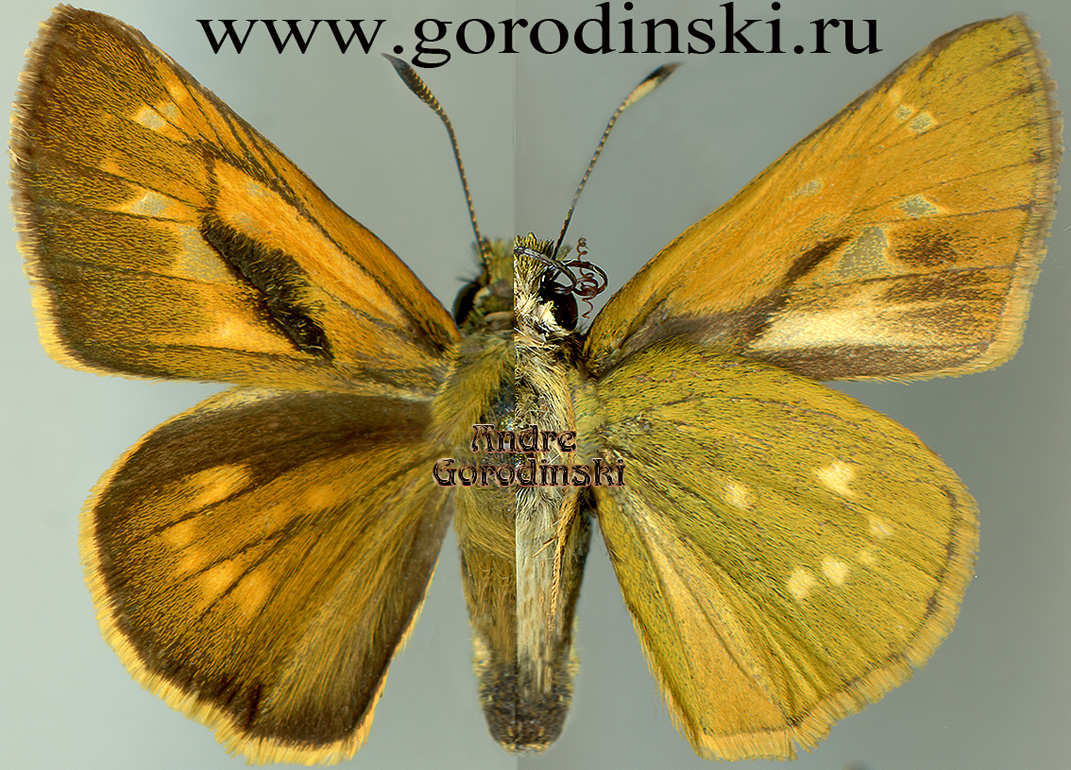 http://www.gorodinski.ru/hesperidae/Ochlodes subhyalina chayuensis.jpg